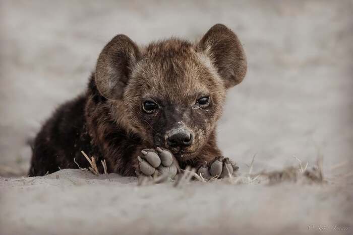 Post #12137653 - Young, Hyena, Spotted Hyena, Predatory animals, Wild animals, wildlife, Reserves and sanctuaries, South Africa, The photo