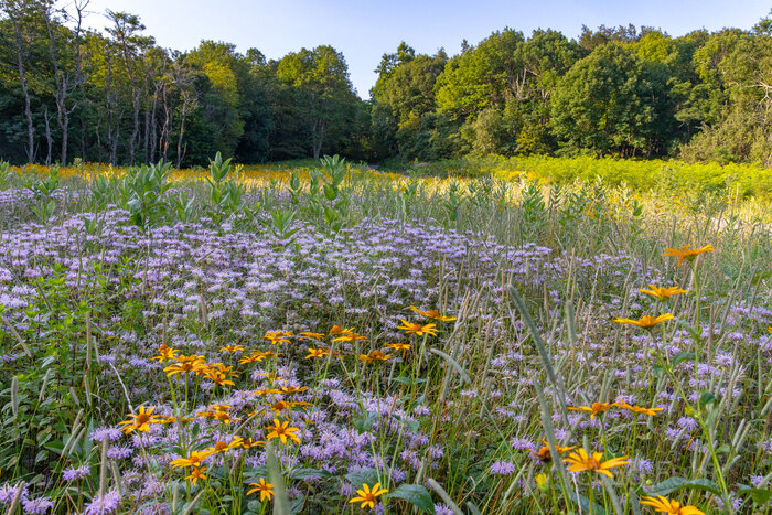 Лето, цветы, деревья...
