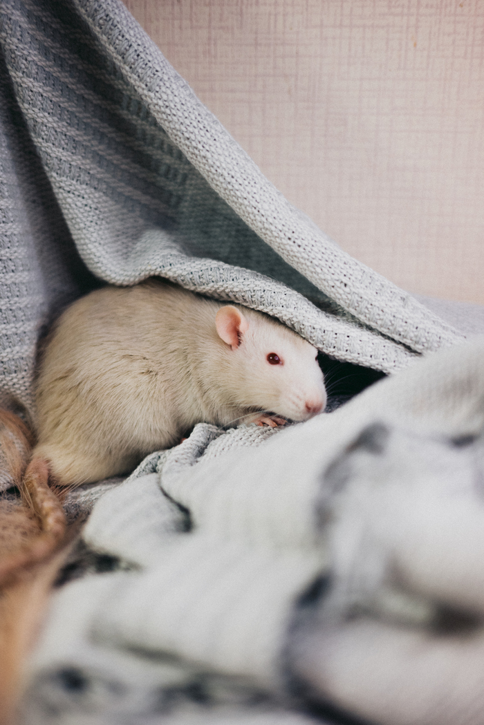 Бяша желает вам прекрасных выходных