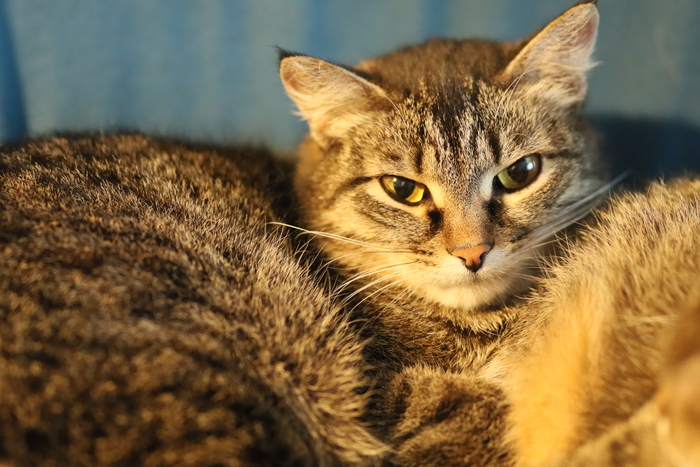 тест 100mm f2 canon +sony a7s+metabones iv