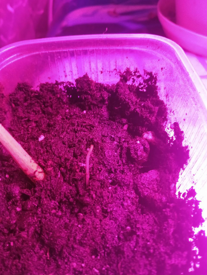 Плохо видно, но от зоны роста осталась полоска толщиной с волосок