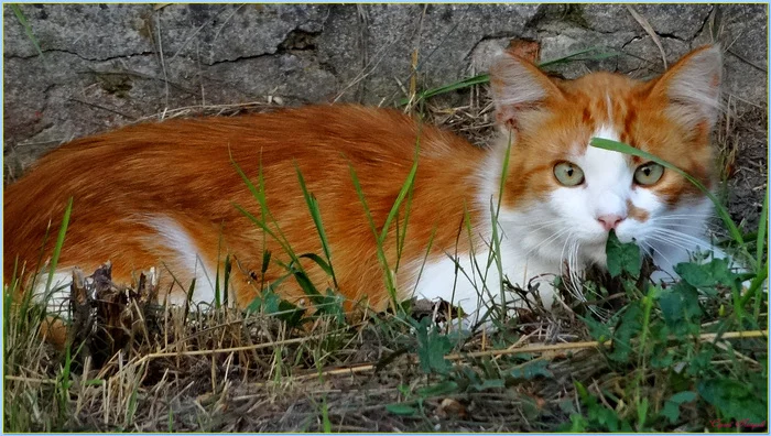 Post #12136538 - My, The photo, Nature, Summer, cat