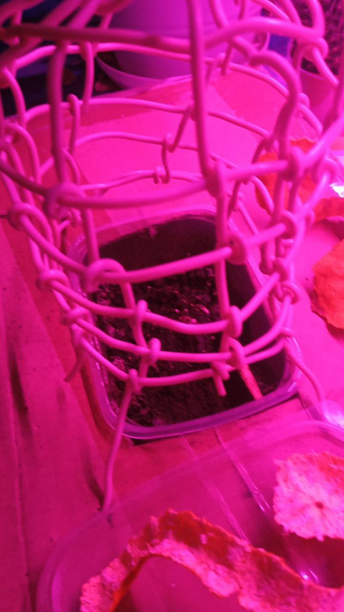 Корки мандарина на всякий случай