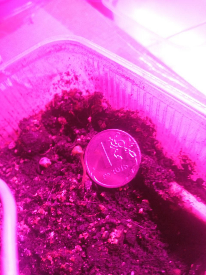 Этому побегу — месяц!