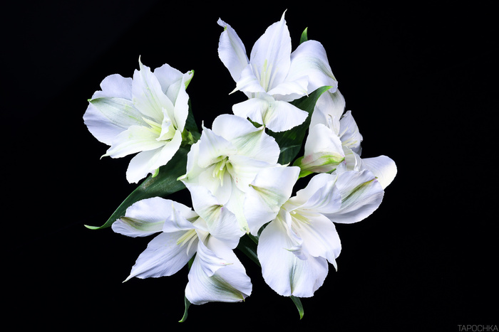 Alstroemeria ().