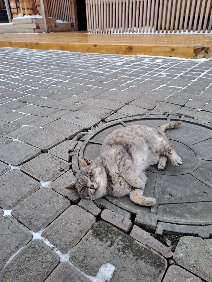 Кота или кошку, конечно же покормил.