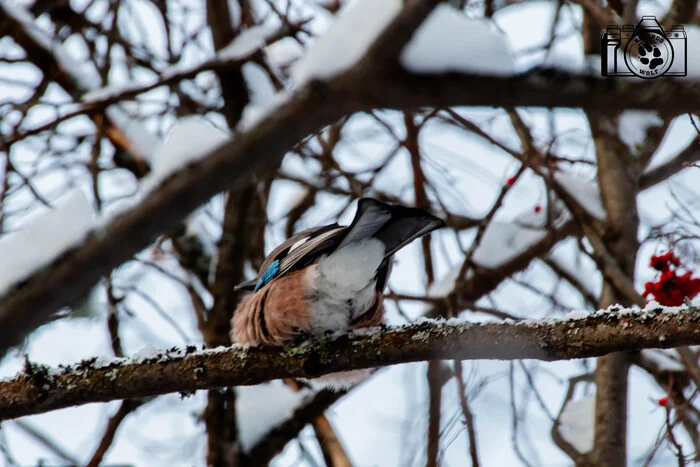 Post #12137081 - My, Nature, Photo hunting, Izhevsk, Birds, Ornithology, Bird watching, Ornithology League, The nature of Russia