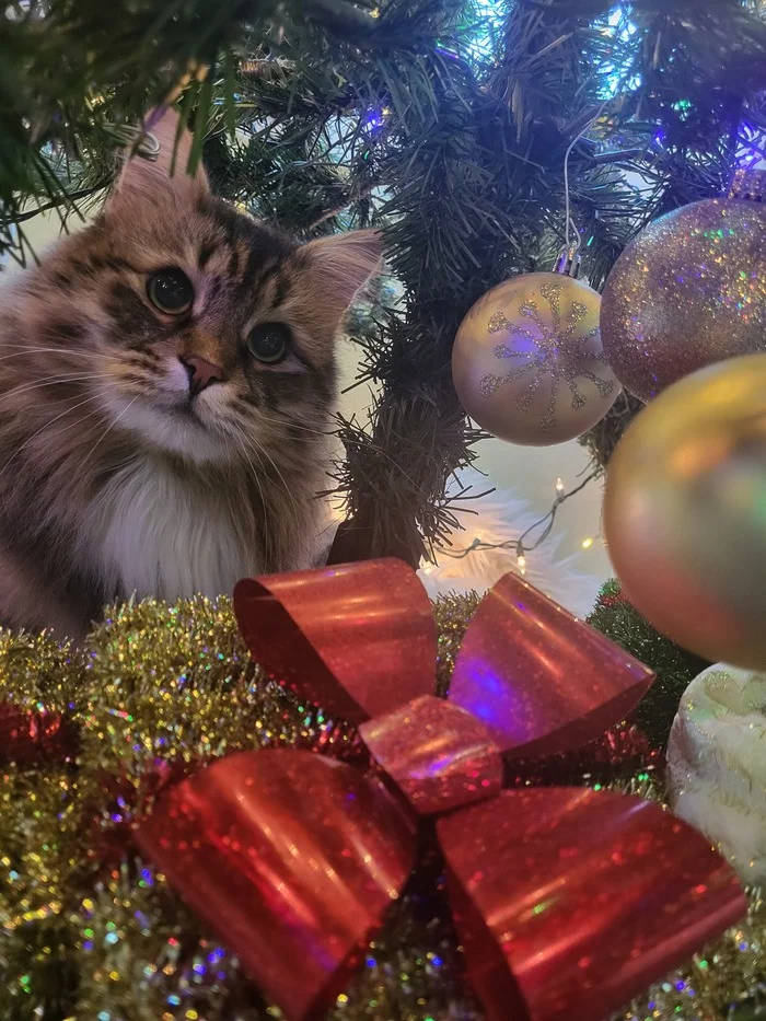 Post #12138070 - My, Siberian cat, Milota, cat, Christmas tree, Cute Monster, Longpost