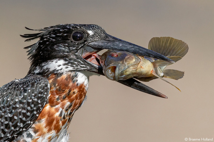Гигантский пегий зимородок демонстрирует улов - мозамбикскую тиляпию