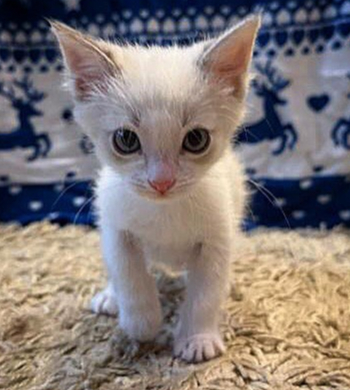 Snow-white boy is looking for a home! - In good hands, Cat lovers, Kittens, Fluffy, Moscow, cat, Pet the cat, Good league, No rating, Lost, Overexposure, Kindness, Veterinary, Longpost