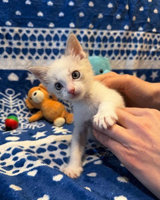 Snow-white boy is looking for a home! - In good hands, Cat lovers, Kittens, Fluffy, Moscow, cat, Pet the cat, Good league, No rating, Lost, Overexposure, Kindness, Veterinary, Longpost