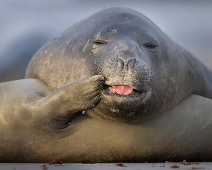 Детёныш морского слона