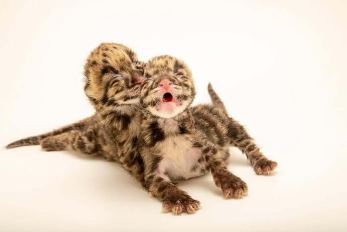 Новорождённые детёныши дымчатого леопарда
