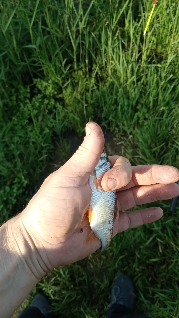 Fishing and nature - My, Fishing, Nature, Longpost, The photo