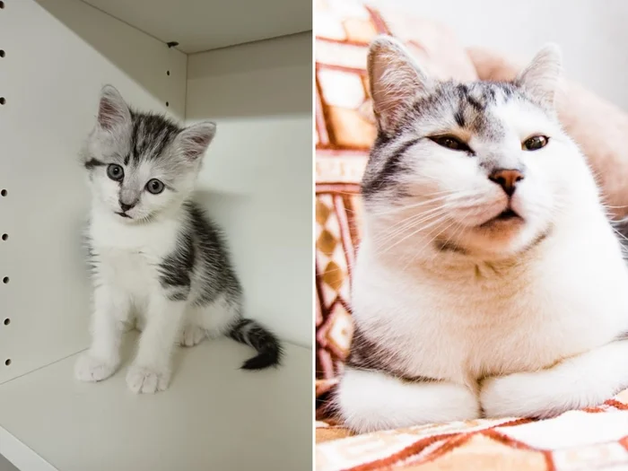 There were a few and they became a few from the animals I saved - My, cat, Animal Rescue, Helping animals, It Was-It Was, Dacha, Winter, Longpost
