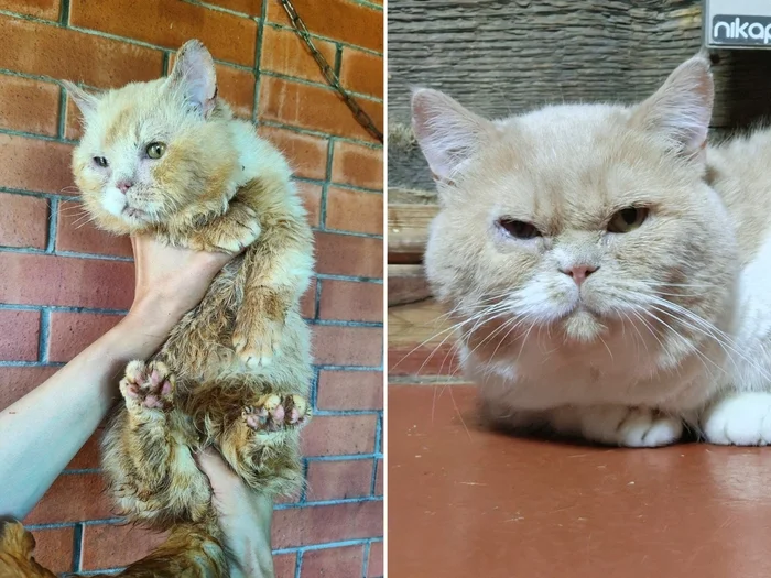 There were a few and they became a few from the animals I saved - My, cat, Animal Rescue, Helping animals, It Was-It Was, Dacha, Winter, Longpost