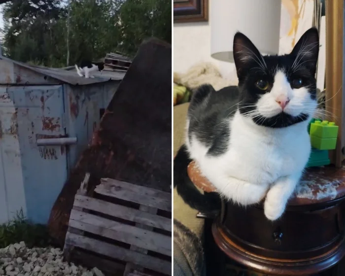 There were a few and they became a few from the animals I saved - My, cat, Animal Rescue, Helping animals, It Was-It Was, Dacha, Winter, Longpost
