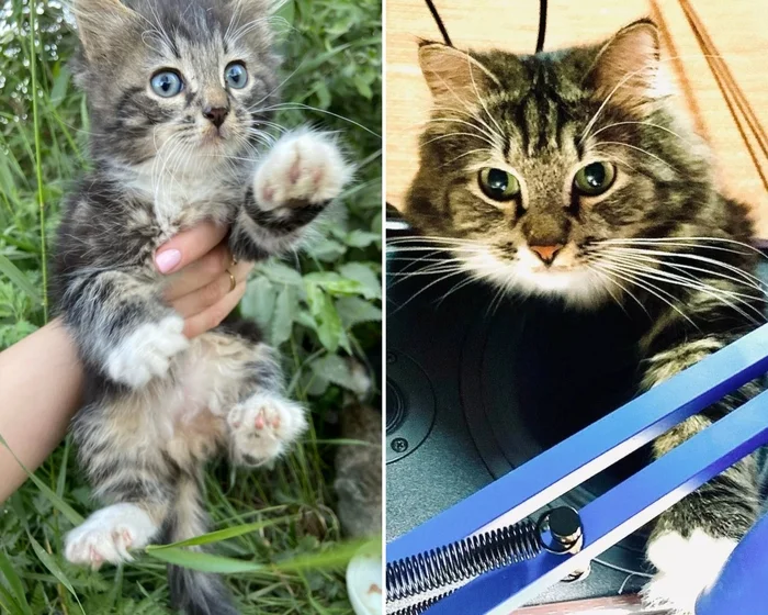 There were a few and they became a few from the animals I saved - My, cat, Animal Rescue, Helping animals, It Was-It Was, Dacha, Winter, Longpost
