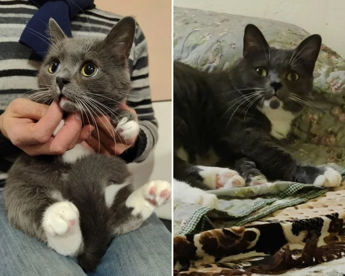 There were a few and they became a few from the animals I saved - My, cat, Animal Rescue, Helping animals, It Was-It Was, Dacha, Winter, Longpost