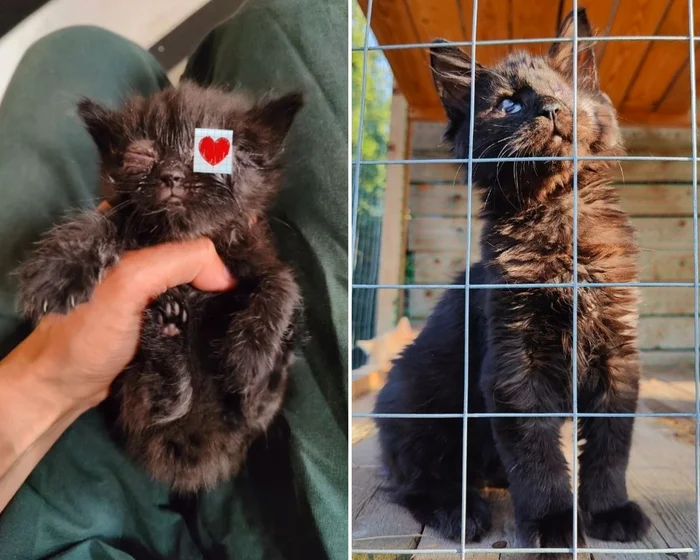 There were a few and they became a few from the animals I saved - My, cat, Animal Rescue, Helping animals, It Was-It Was, Dacha, Winter, Longpost