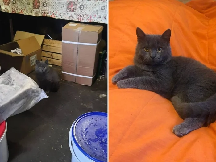 There were a few and they became a few from the animals I saved - My, cat, Animal Rescue, Helping animals, It Was-It Was, Dacha, Winter, Longpost
