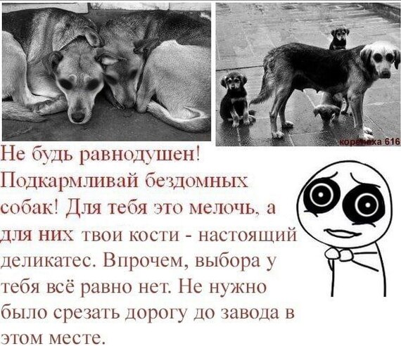 Post #12140638 - Stray dogs, Dog attack, Dog, Black humor