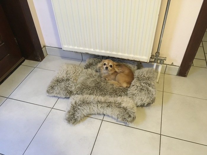 Зима, знаешь ли, на мехах у батарейки греюсь ))