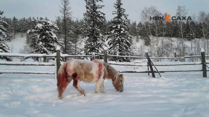 Охотники-волчатники в Усть-Алданском районе: битва за территорию и… лошадей! - Якутия, Волк, Лошади