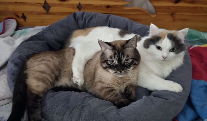 Шерстяной подкаблучник