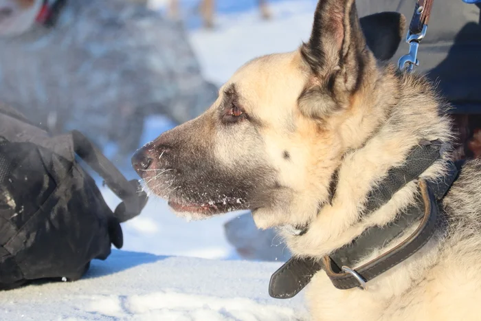 Dog training in Omsk - OCSSSS - Dog, Puppies, Omsk, Training, Г“Г±Г±Г±, Friend, Care, Kindness, Dog breeding, Friends