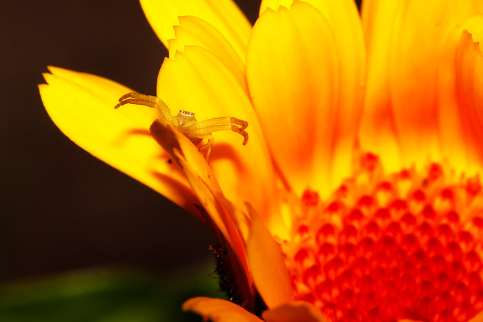 Этот дружелюбный бокоход постоянно меня так встречал.