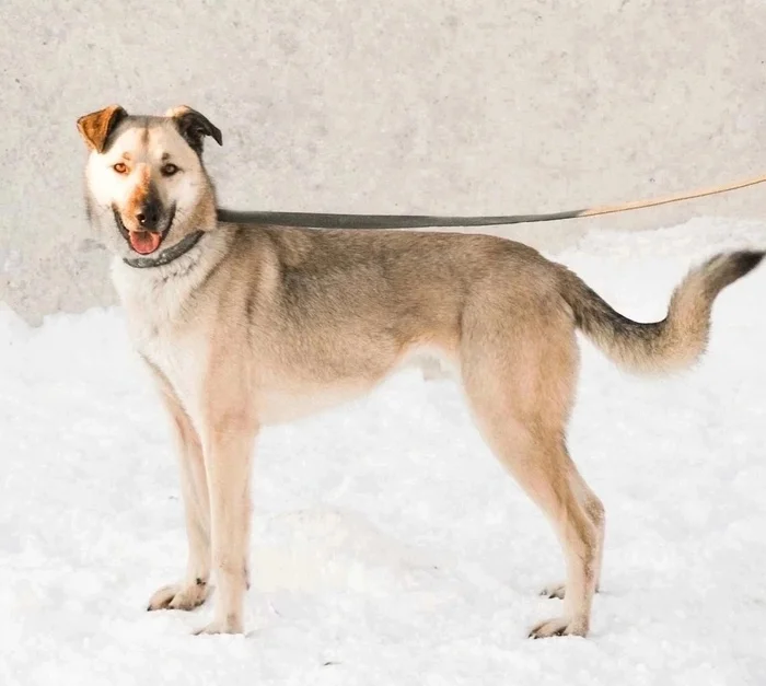 The incredibly charming owner of expressive, intelligent eyes CHESTER is looking for the best owner! - Overexposure, Volunteering, In good hands, Homeless animals, Dog, Shelter, Permian, Kindness, Longpost