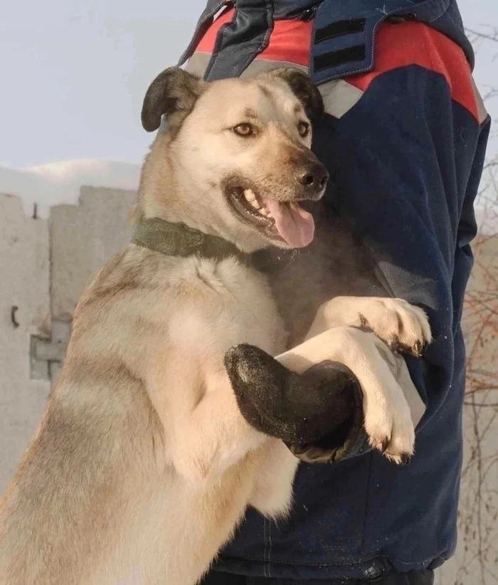 The incredibly charming owner of expressive, intelligent eyes CHESTER is looking for the best owner! - Overexposure, Volunteering, In good hands, Homeless animals, Dog, Shelter, Permian, Kindness, Longpost