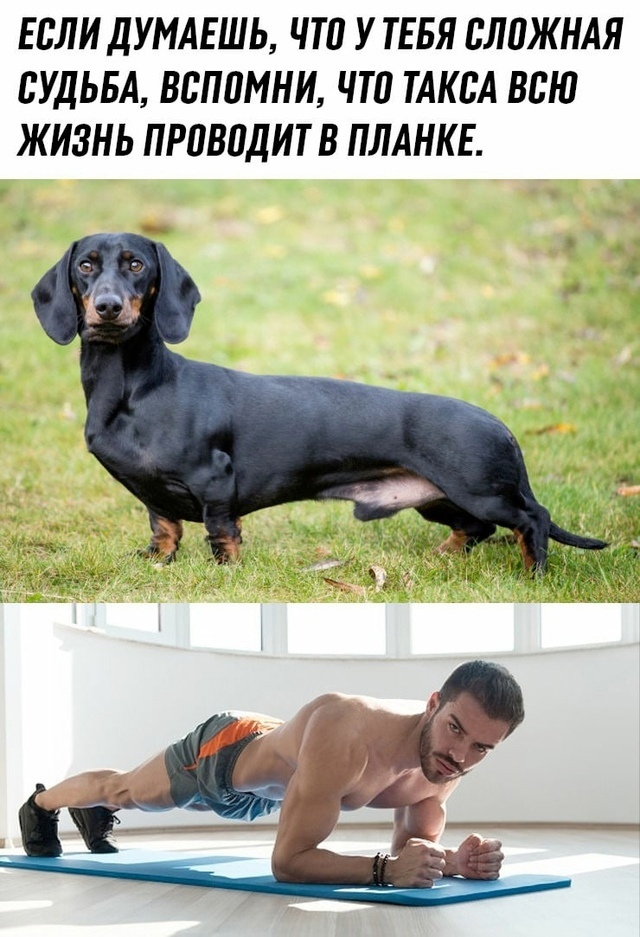 Remember - Picture with text, Humor, Dog, Dachshund, Plank