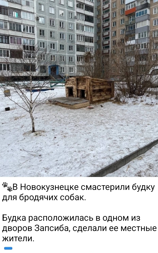 Reply to the post Voting - My, Dog attack, Stray dogs, Text, No rating, Swarms, Петиция, Novokuznetsk, Kemerovo region - Kuzbass, Radical animal protection, Reply to post