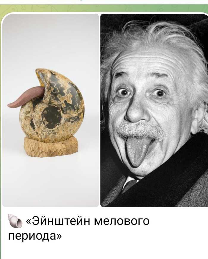 «Эйнштейн мелового периода»