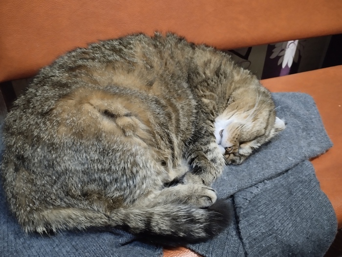 ��������� ���� ����