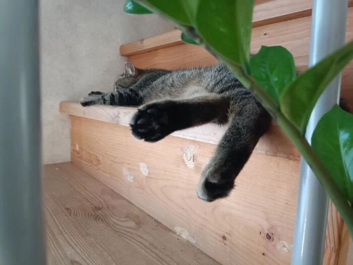 Goodbye, friend. - My, cat, Death, Pets, No rating, Euthanasia, Disease, Heartache, Longpost, Negative
