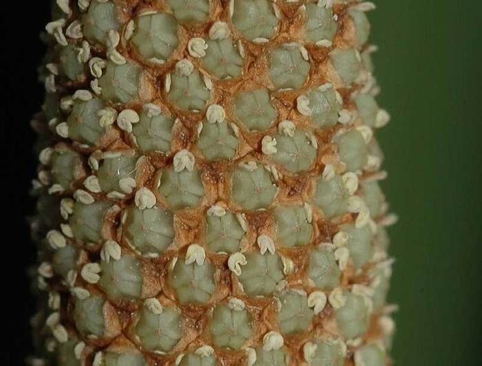    .    <!--noindex--><a href="https://pikabu.ru/story/lekarstvennyie_air_bolotnyiy_12143867?u=http%3A%2F%2Ffloristics.info&t=floristics.info&h=a02d0235791a4d1979bbf9a904845bcd67b0b168" title="http://floristics.info" target="_blank" rel="nofollow noopener">floristics.info</a><!--/noindex-->.