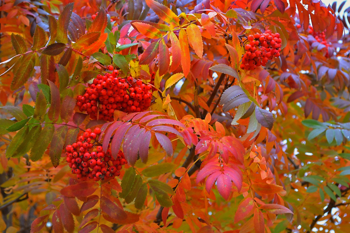  .    <!--noindex--><a href="https://pikabu.ru/story/yagodyi_ryabina_12147691?u=http%3A%2F%2Fpibig.info&t=pibig.info&h=c175fcdcd4fe8b5c9d714af3e1aeafdccfe51f5b" title="http://pibig.info" target="_blank" rel="nofollow noopener">pibig.info</a><!--/noindex-->.