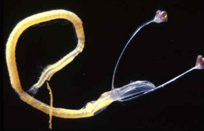 Личинка идиаканта