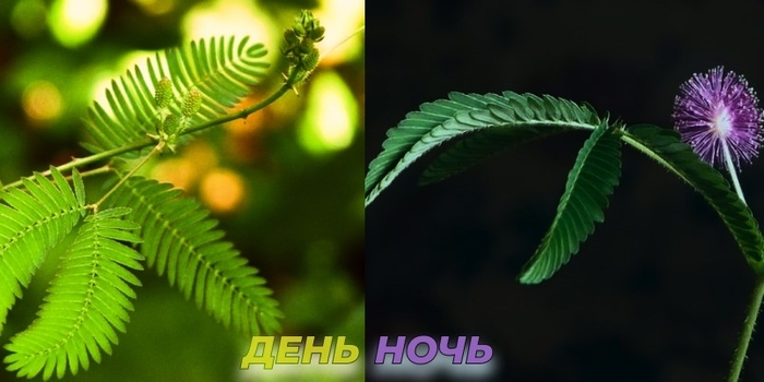 Лист Мимозы днем раскрыт, а ночью - сложен