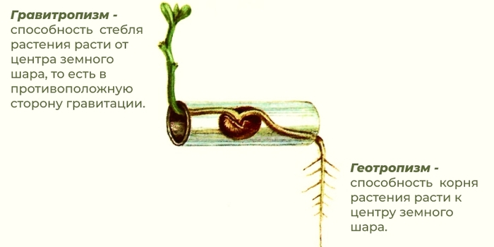 Гравитропизм и геотропизм растения