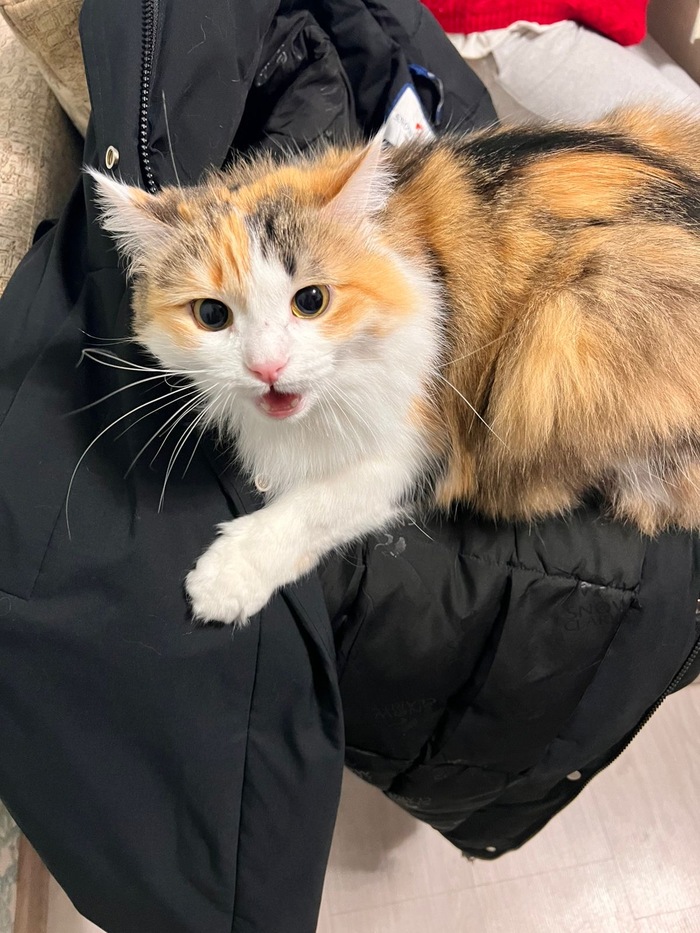 Куртку положили на место, где она лежала (но ушла). А потом пытались забрать куртку. Маруся вступила в бой за право лежать там, где ей хочется