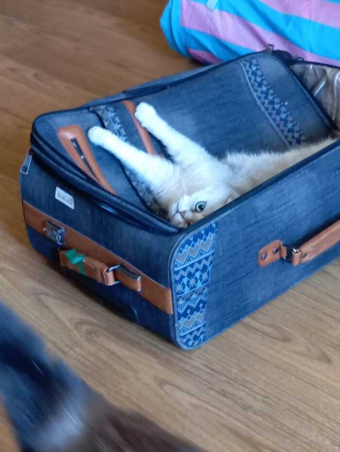   ,  , 