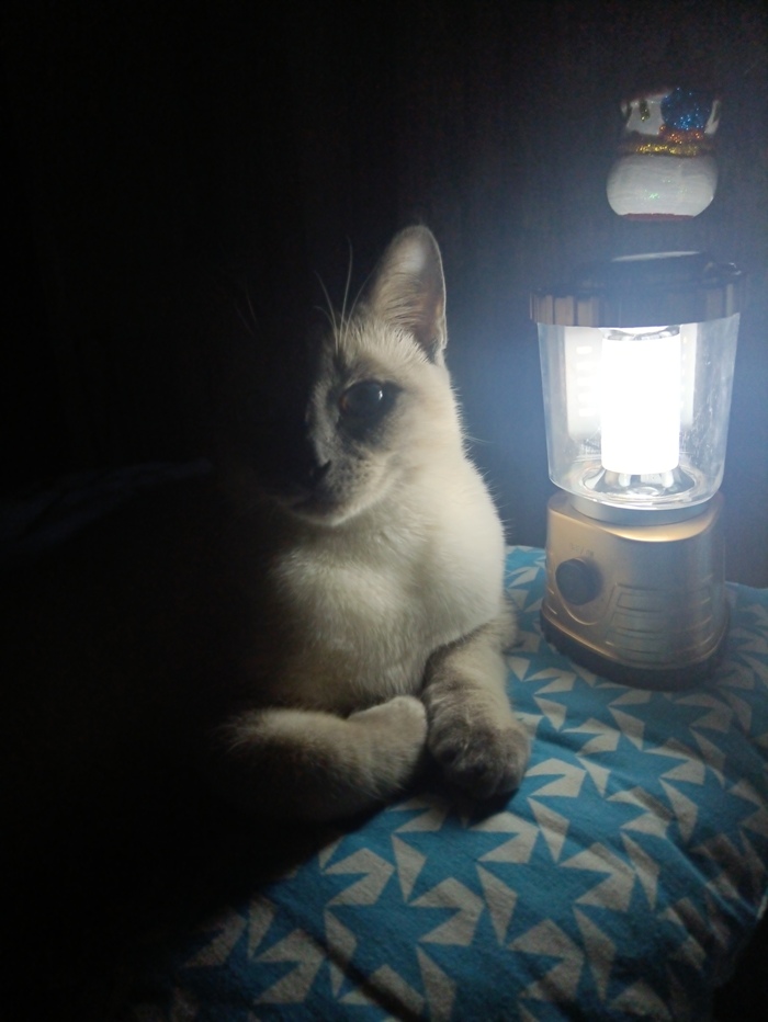 Теперь у меня есть свой собственный кот с лампой