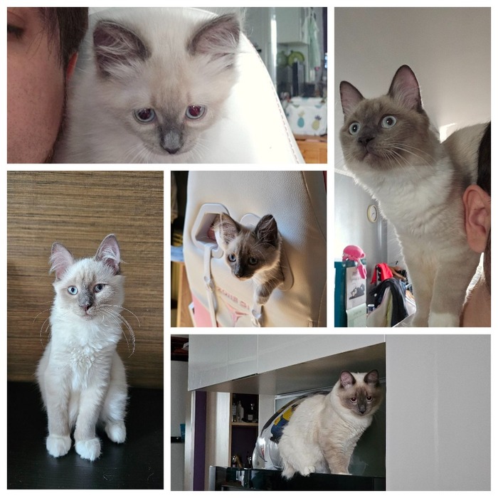 Продолжение поста «Котяристые»