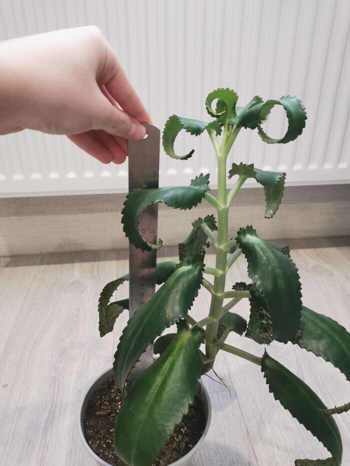 Узколистный