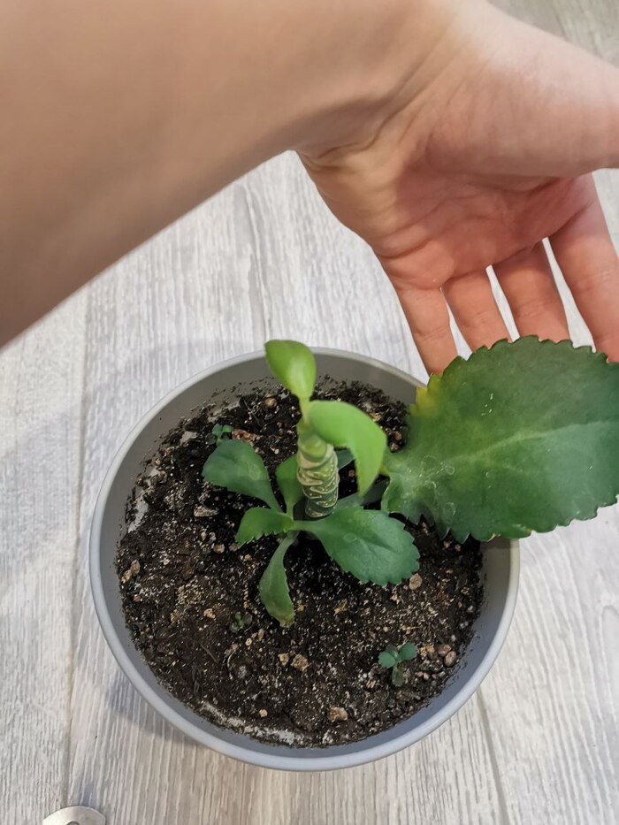 Широколистный