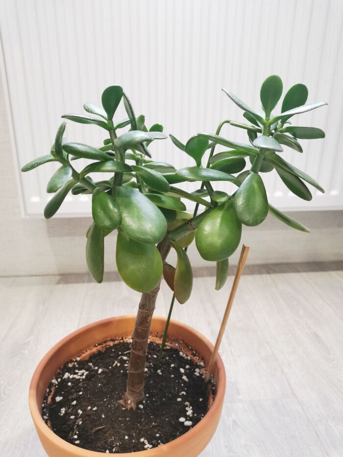 И бабушкино)